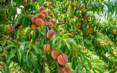 Seasonal Food Safety for Fruit and Vegetable Harvesting in Utah