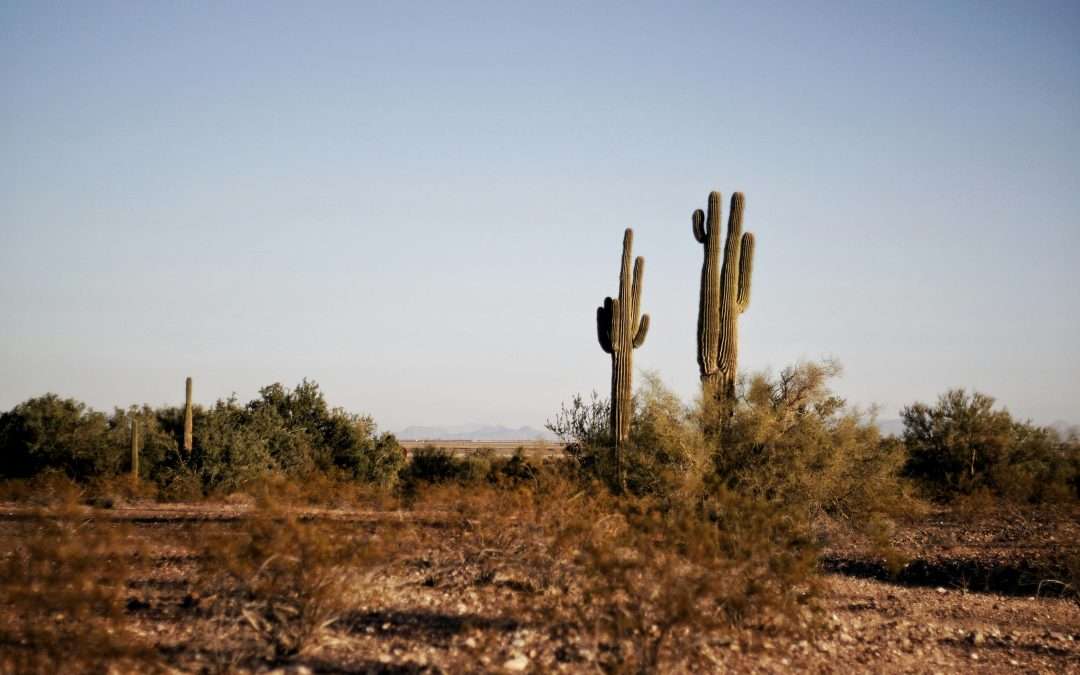 How to Get a Food Handler Card in Arizona with FenixFoodSafety