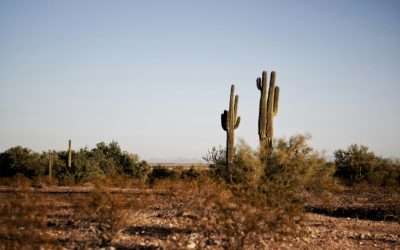 How to Get a Food Handler Card in Arizona with FenixFoodSafety
