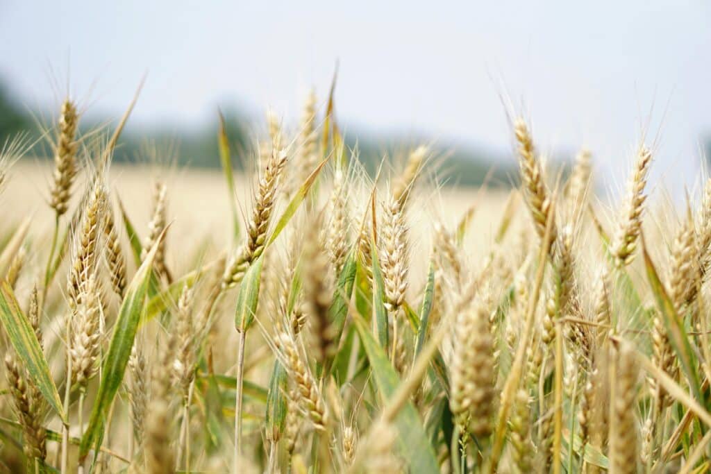 Food Allergen Management: Complete Guide Wheat Requires Food Allergen Management In Retail Food Establishments